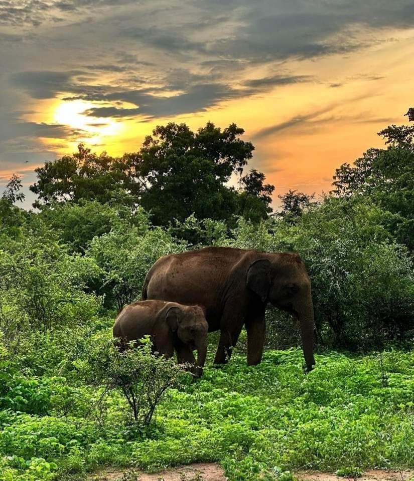 Udawalawe Wildlife & Nature Protection Bungalow ภายนอก รูปภาพ