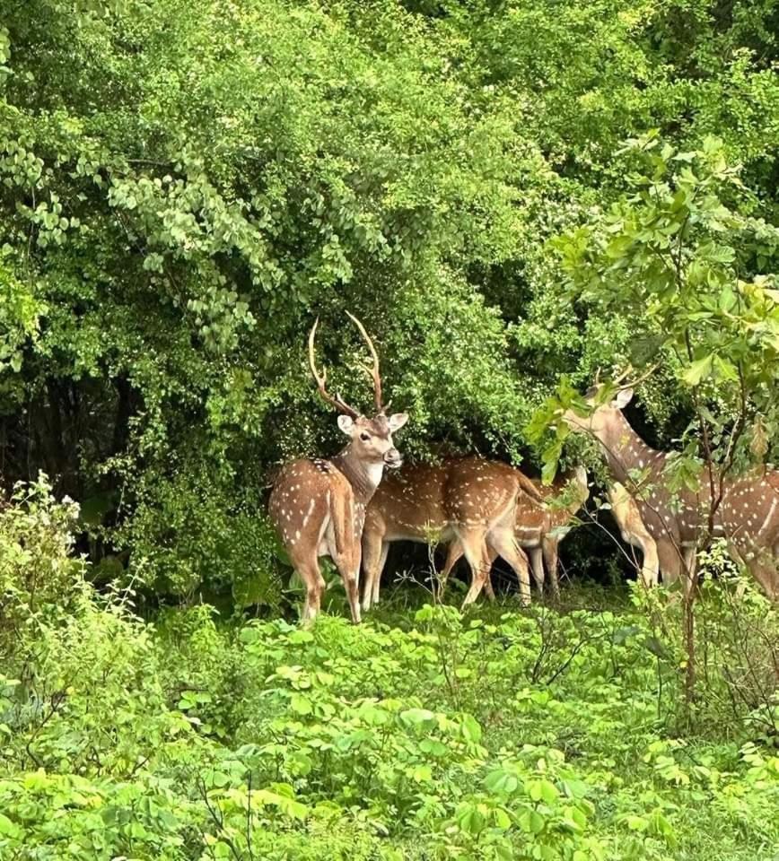 Udawalawe Wildlife & Nature Protection Bungalow ภายนอก รูปภาพ